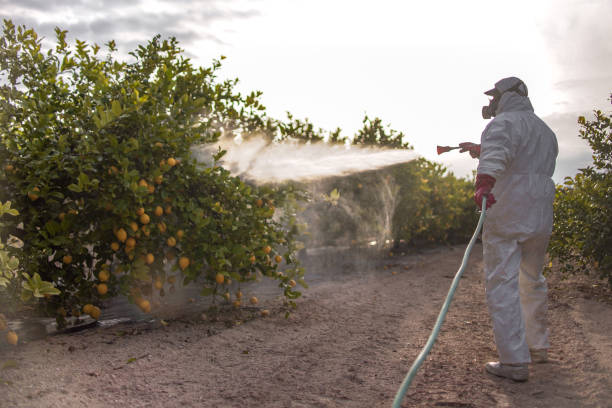 Best Affordable Pest Control Services  in Mokena, IL