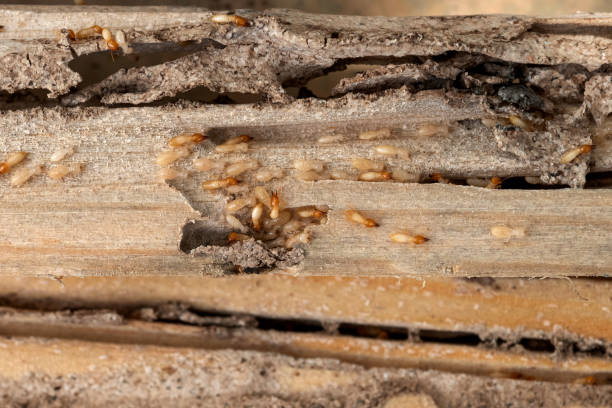 Best Local Pest Control Services  in Mokena, IL