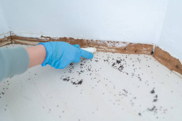 Wasp Removal Services in Mokena, IL